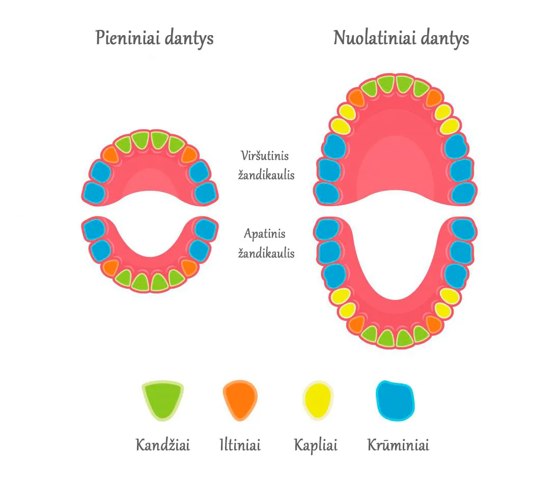 Types of teeth